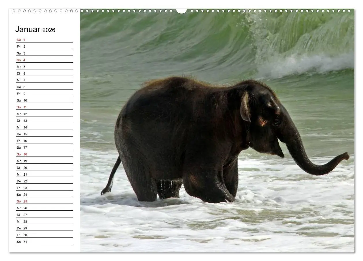 Bild: 9783516212228 | Elefanten - Wasserspaß am Strand (hochwertiger Premium Wandkalender...