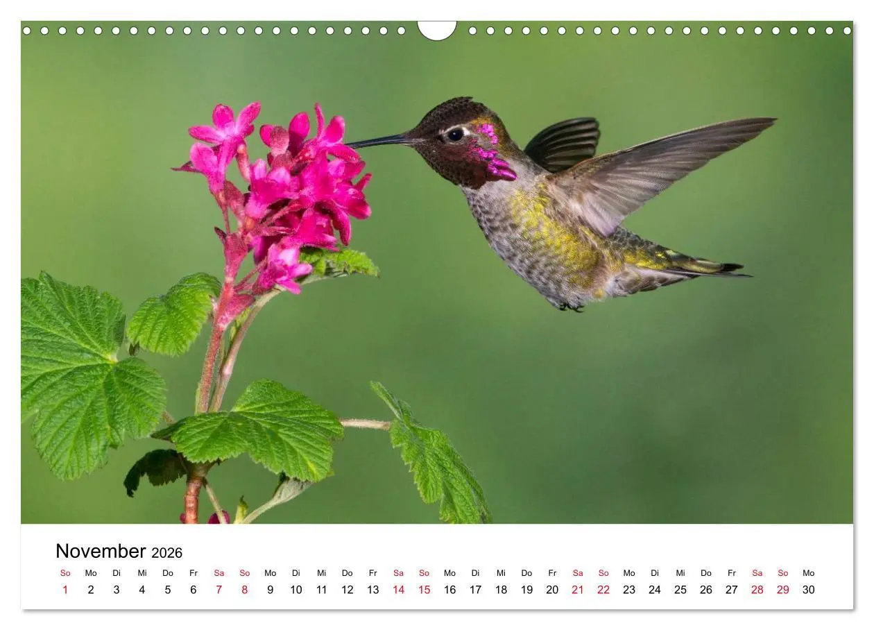 Bild: 9783516062328 | Kolibris - Juwelen der Lüfte (Wandkalender 2026 DIN A3 quer),...