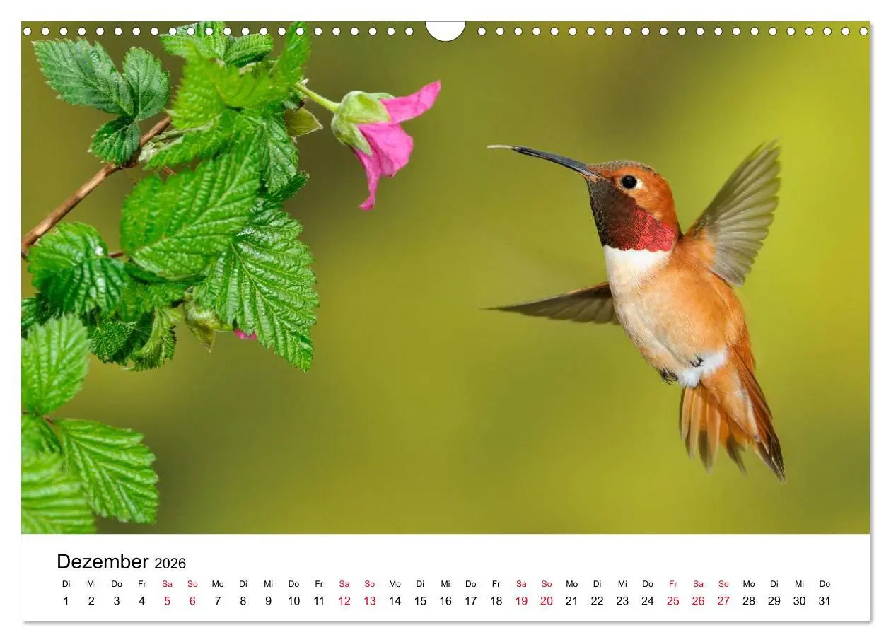 Bild: 9783516062328 | Kolibris - Juwelen der Lüfte (Wandkalender 2026 DIN A3 quer),...