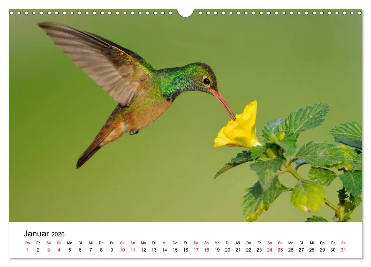 Bild: 9783516062328 | Kolibris - Juwelen der Lüfte (Wandkalender 2026 DIN A3 quer),...