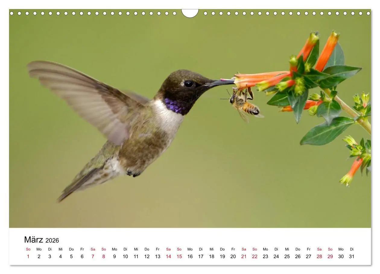 Bild: 9783516062328 | Kolibris - Juwelen der Lüfte (Wandkalender 2026 DIN A3 quer),...