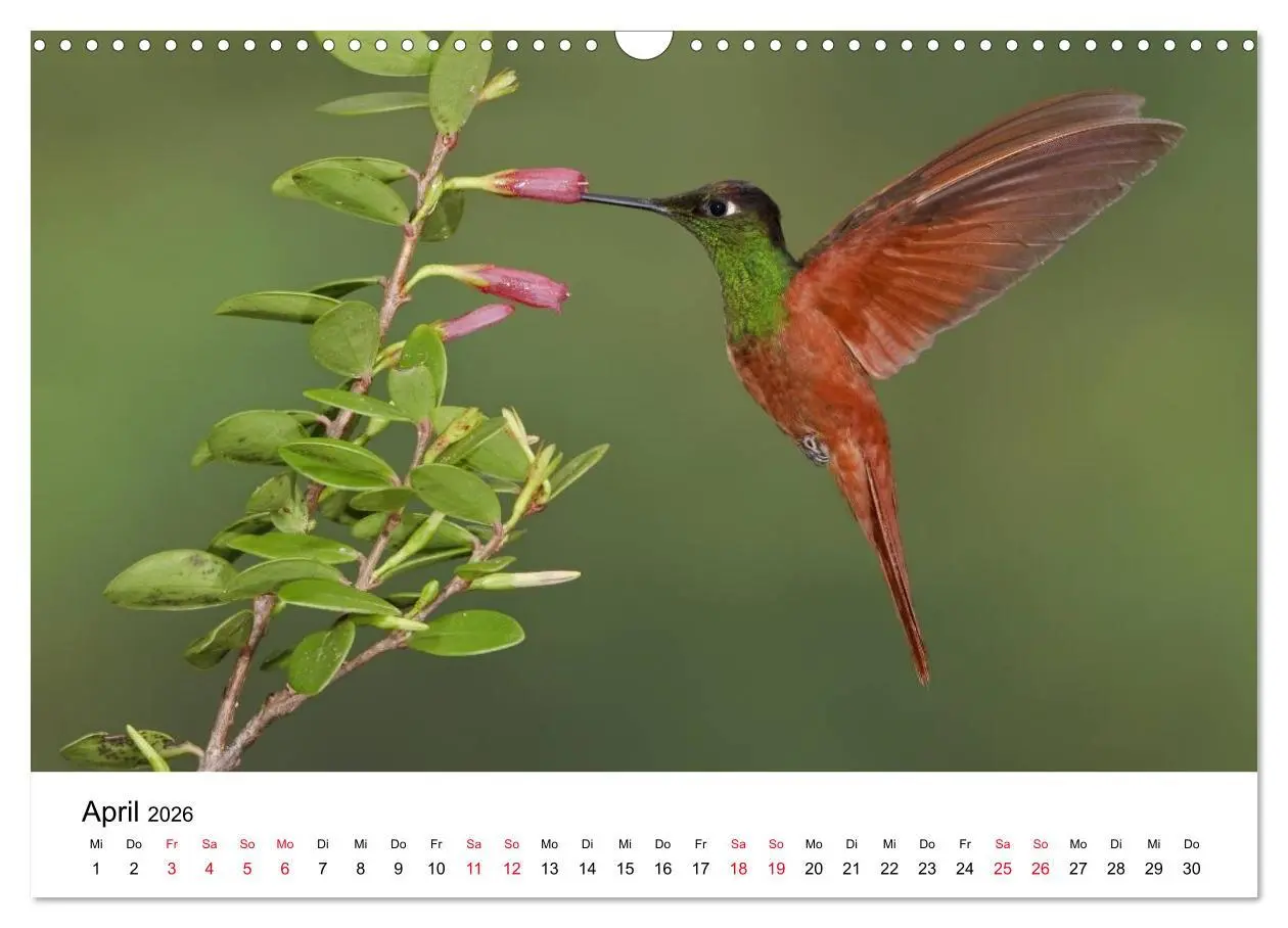 Bild: 9783516062328 | Kolibris - Juwelen der Lüfte (Wandkalender 2026 DIN A3 quer),...