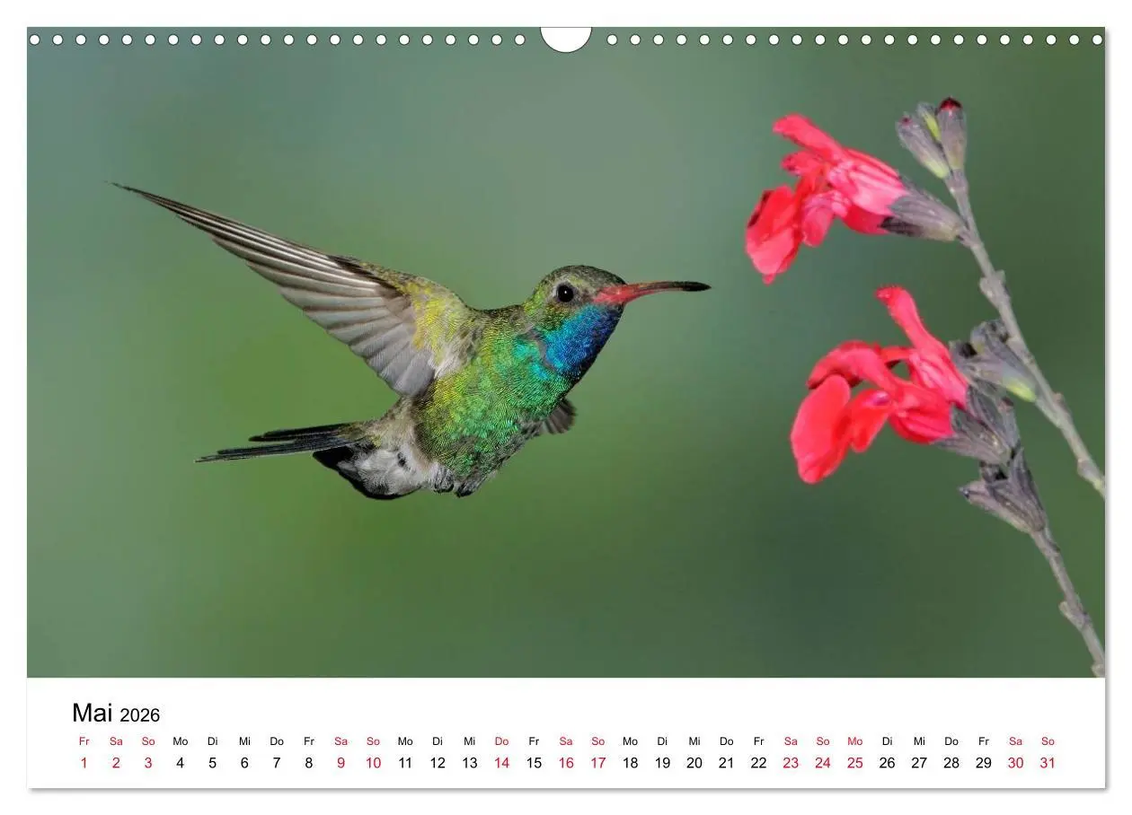 Bild: 9783516062328 | Kolibris - Juwelen der Lüfte (Wandkalender 2026 DIN A3 quer),...