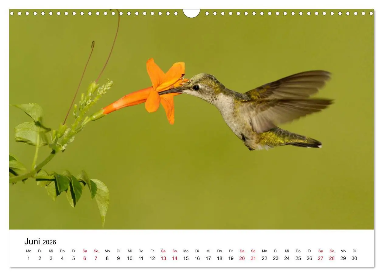 Bild: 9783516062328 | Kolibris - Juwelen der Lüfte (Wandkalender 2026 DIN A3 quer),...
