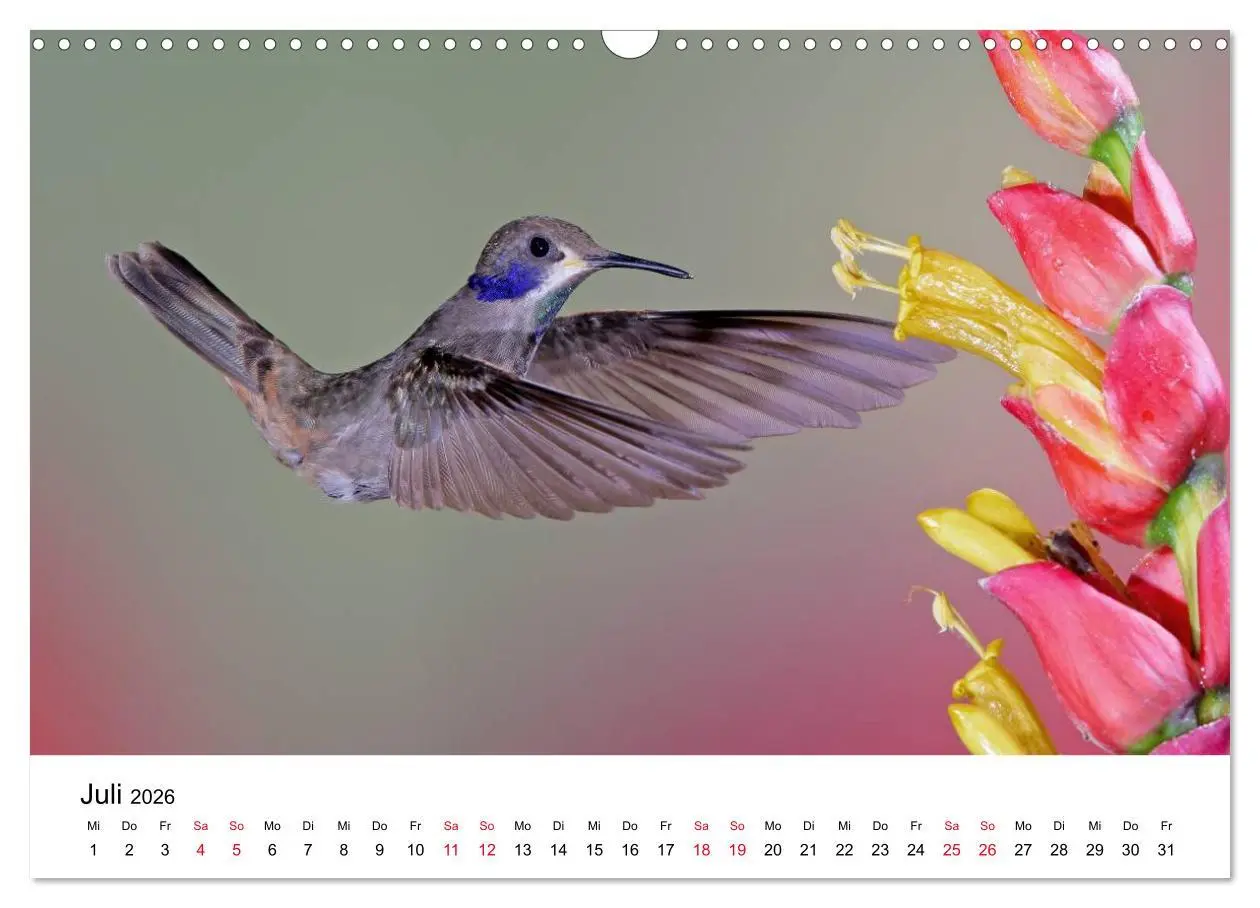 Bild: 9783516062328 | Kolibris - Juwelen der Lüfte (Wandkalender 2026 DIN A3 quer),...