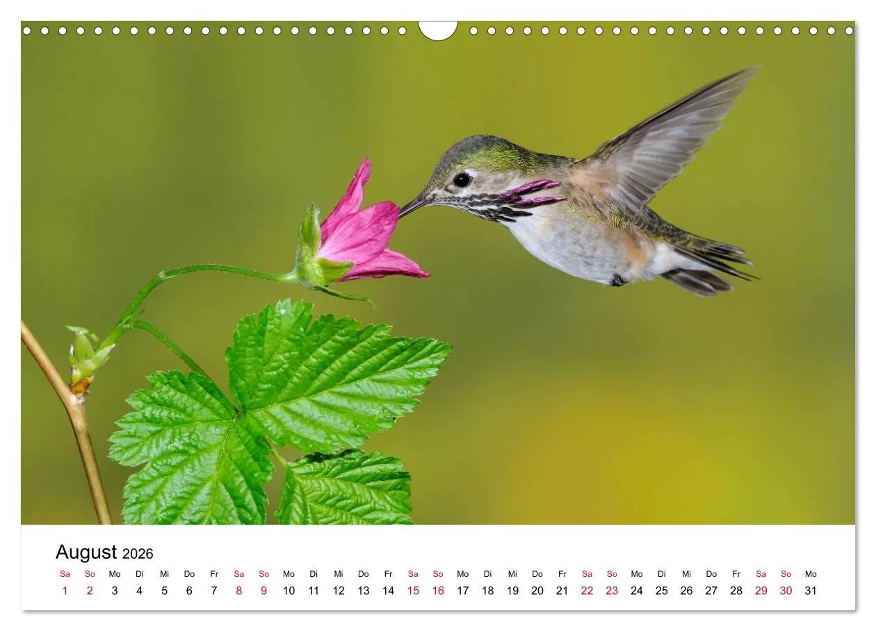 Bild: 9783516062328 | Kolibris - Juwelen der Lüfte (Wandkalender 2026 DIN A3 quer),...