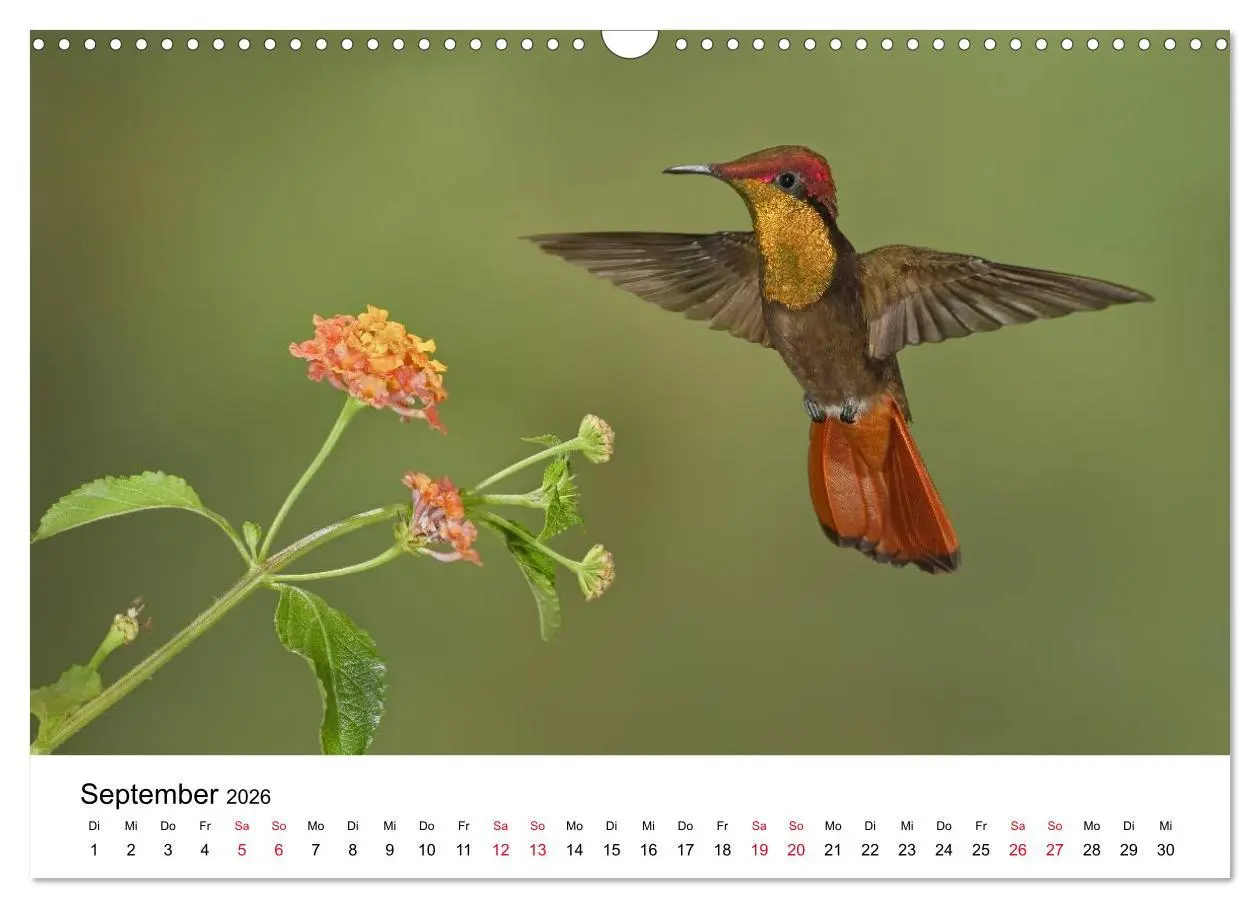 Bild: 9783516062328 | Kolibris - Juwelen der Lüfte (Wandkalender 2026 DIN A3 quer),...