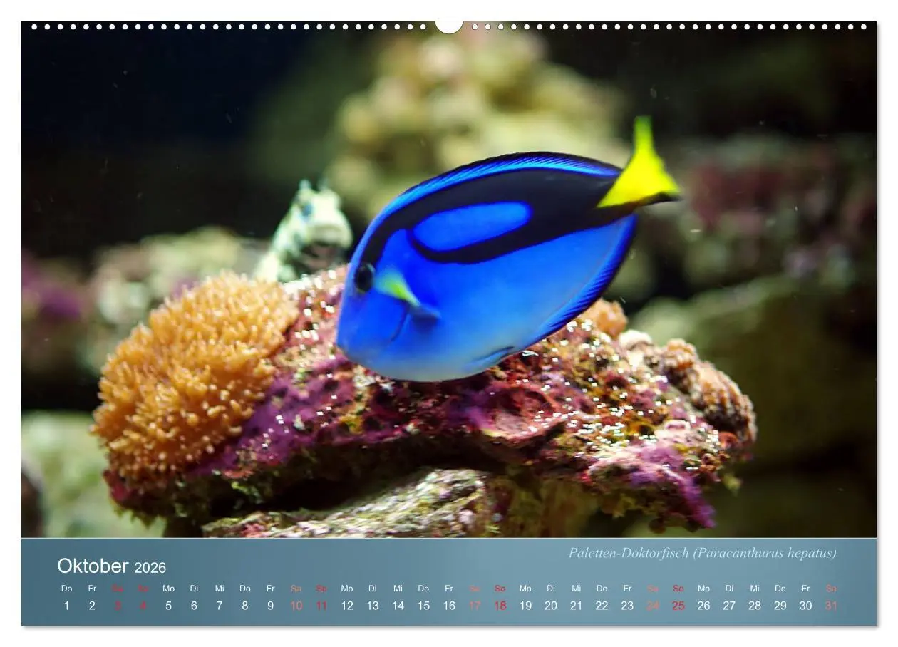 Bild: 9783516132328 | Bunte Riffbewohner - Fische, Anemonen und noch viel mehr...