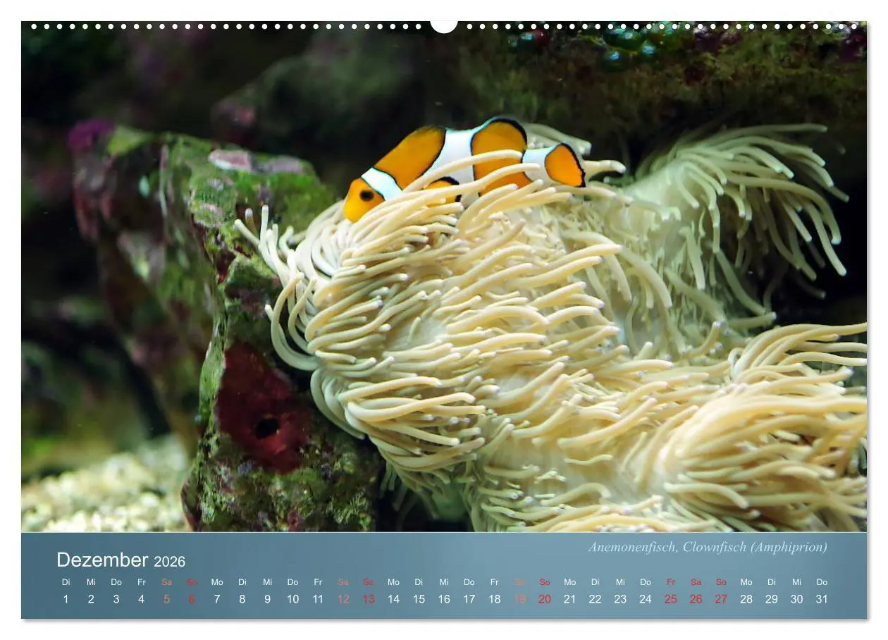 Bild: 9783516132328 | Bunte Riffbewohner - Fische, Anemonen und noch viel mehr...
