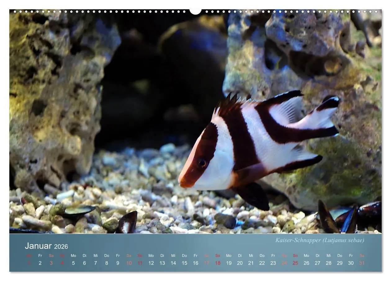Bild: 9783516132328 | Bunte Riffbewohner - Fische, Anemonen und noch viel mehr...