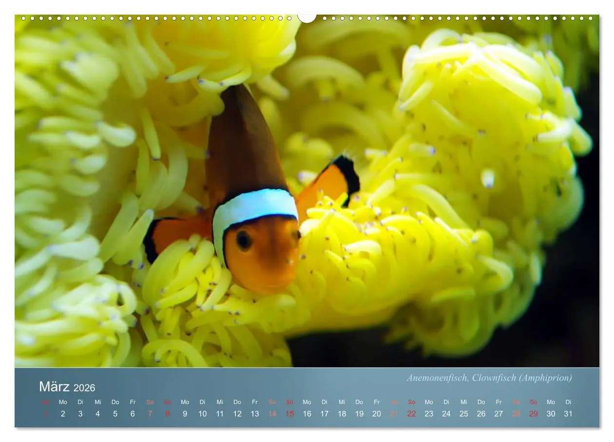 Bild: 9783516132328 | Bunte Riffbewohner - Fische, Anemonen und noch viel mehr...