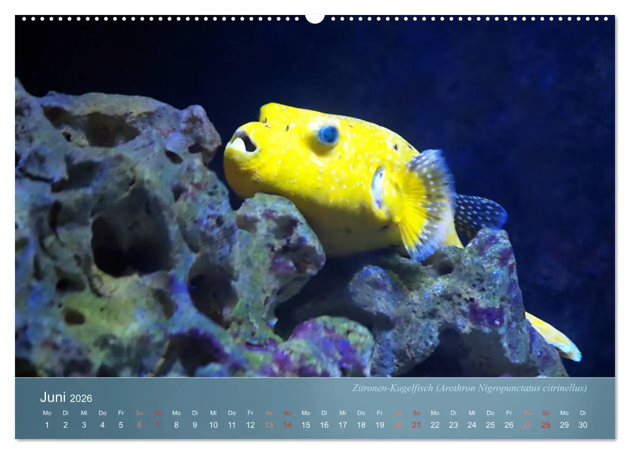 Bild: 9783516132328 | Bunte Riffbewohner - Fische, Anemonen und noch viel mehr...