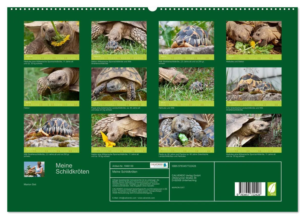 Bild: 9783457722428 | Meine Schildkröten (hochwertiger Premium Wandkalender 2026 DIN A2...