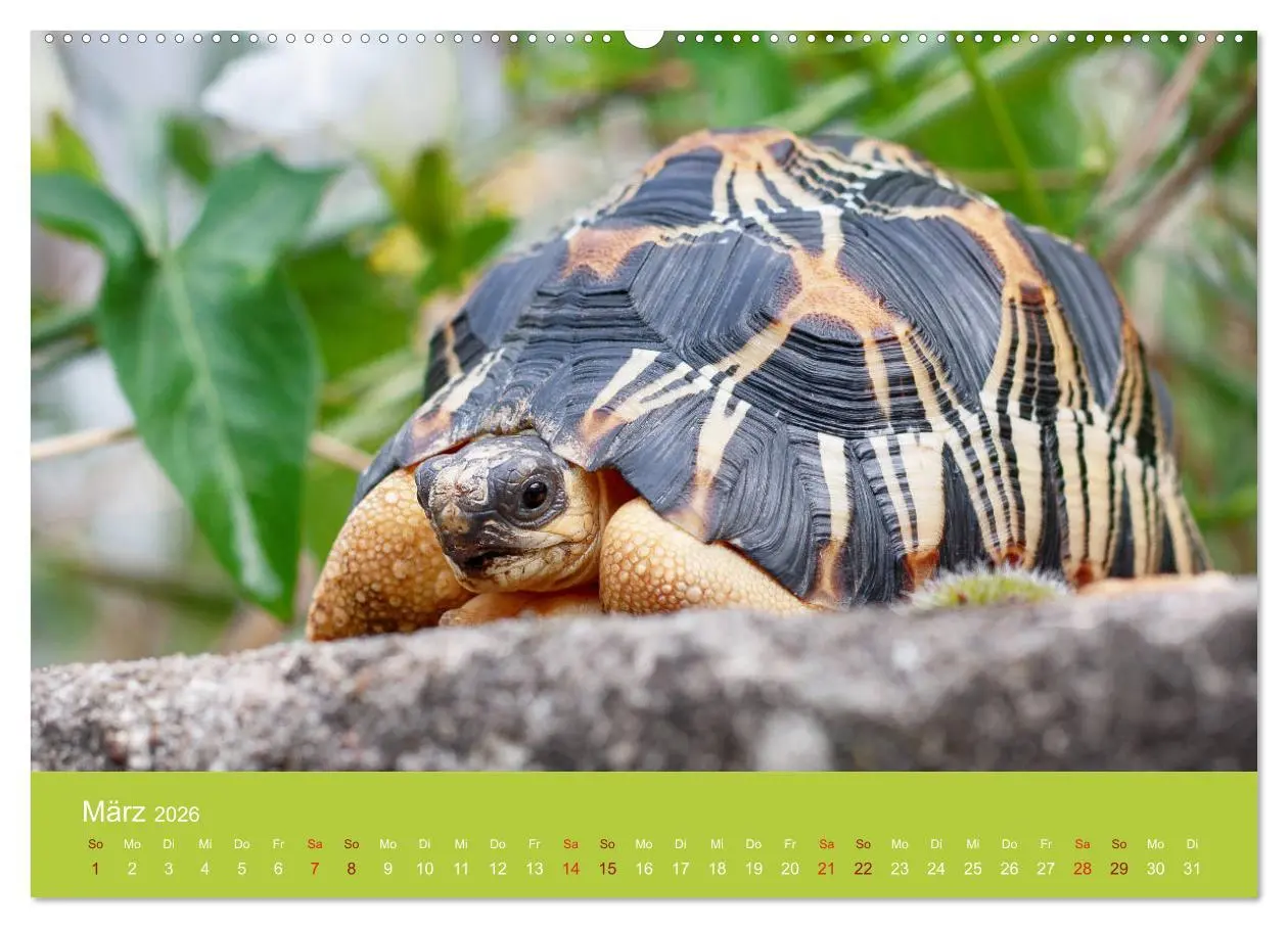 Bild: 9783457722428 | Meine Schildkröten (hochwertiger Premium Wandkalender 2026 DIN A2...