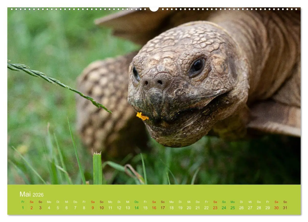 Bild: 9783457722428 | Meine Schildkröten (hochwertiger Premium Wandkalender 2026 DIN A2...