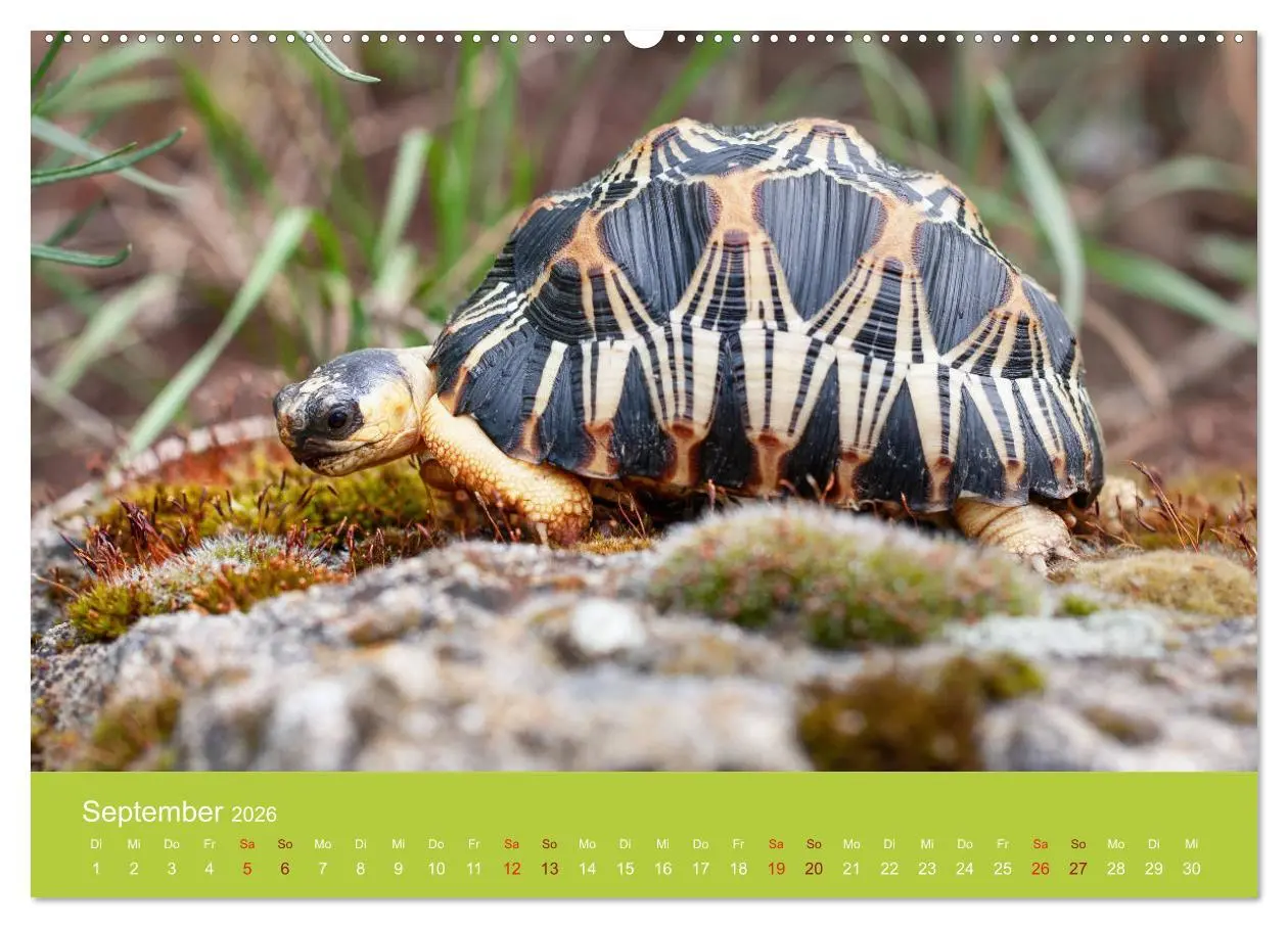 Bild: 9783457722428 | Meine Schildkröten (hochwertiger Premium Wandkalender 2026 DIN A2...