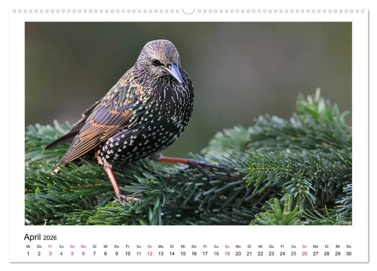 Bild: 9783457952528 | Heimische Gartenvögel - Gefiederte Freunde (Wandkalender 2026 DIN...