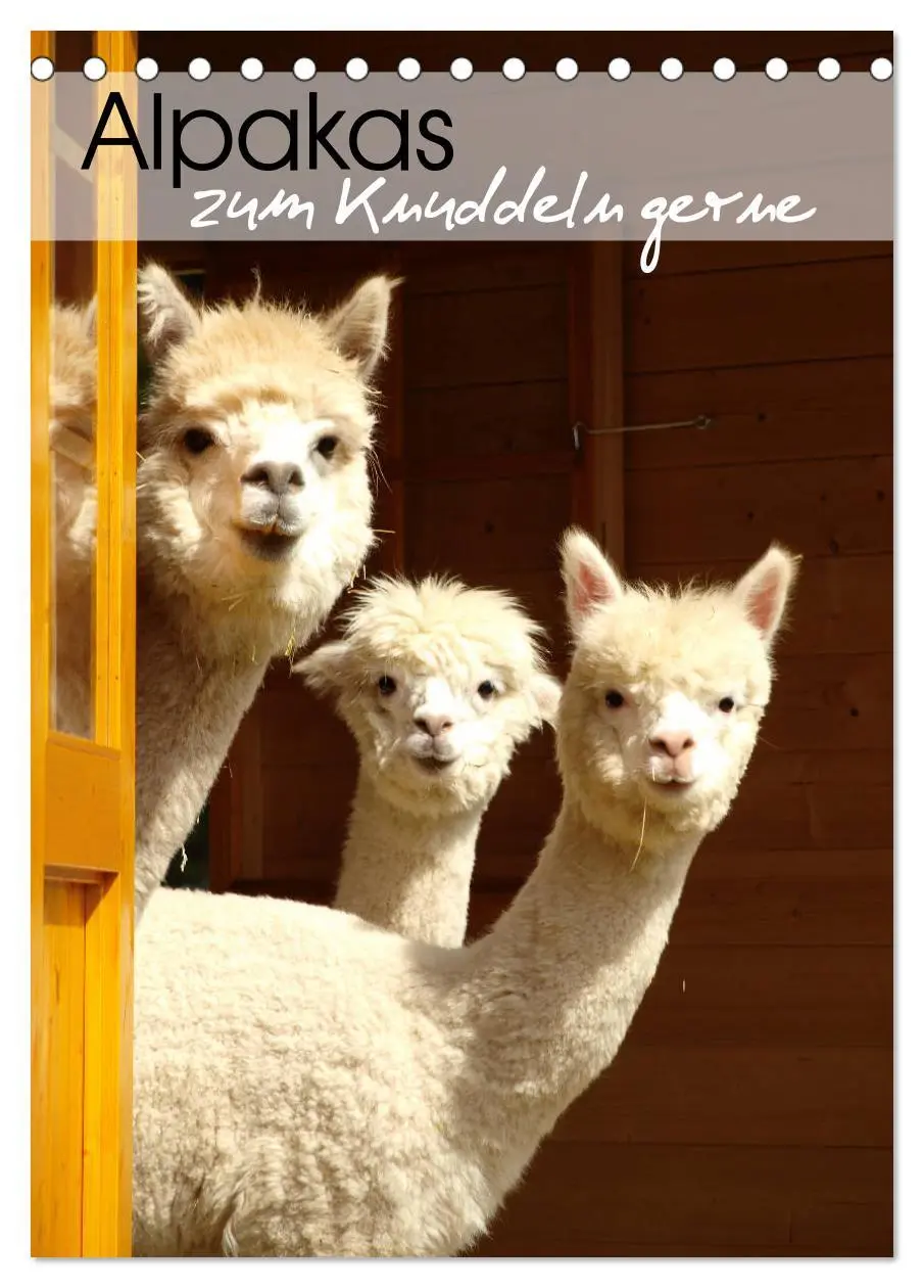 Cover: 9783516412628 | Alpakas zum Knuddeln gerne (Tischkalender 2026 DIN A5 hoch),...