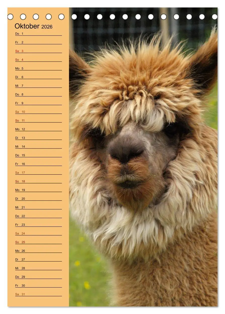 Bild: 9783516412628 | Alpakas zum Knuddeln gerne (Tischkalender 2026 DIN A5 hoch),...