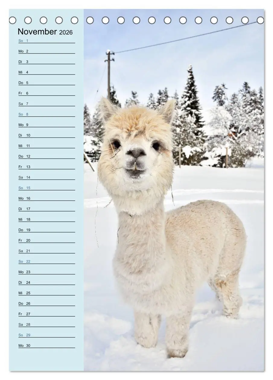 Bild: 9783516412628 | Alpakas zum Knuddeln gerne (Tischkalender 2026 DIN A5 hoch),...