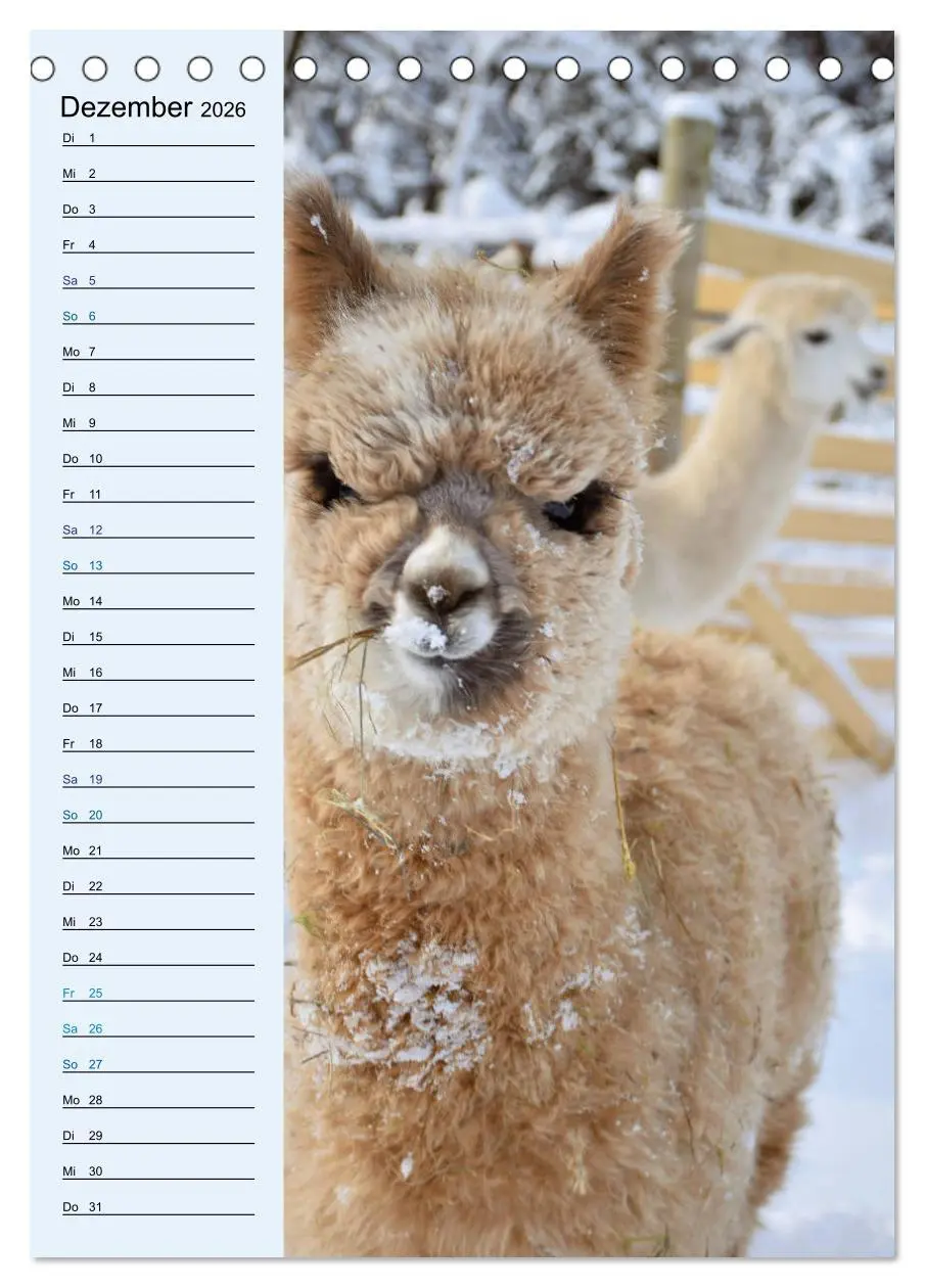 Bild: 9783516412628 | Alpakas zum Knuddeln gerne (Tischkalender 2026 DIN A5 hoch),...