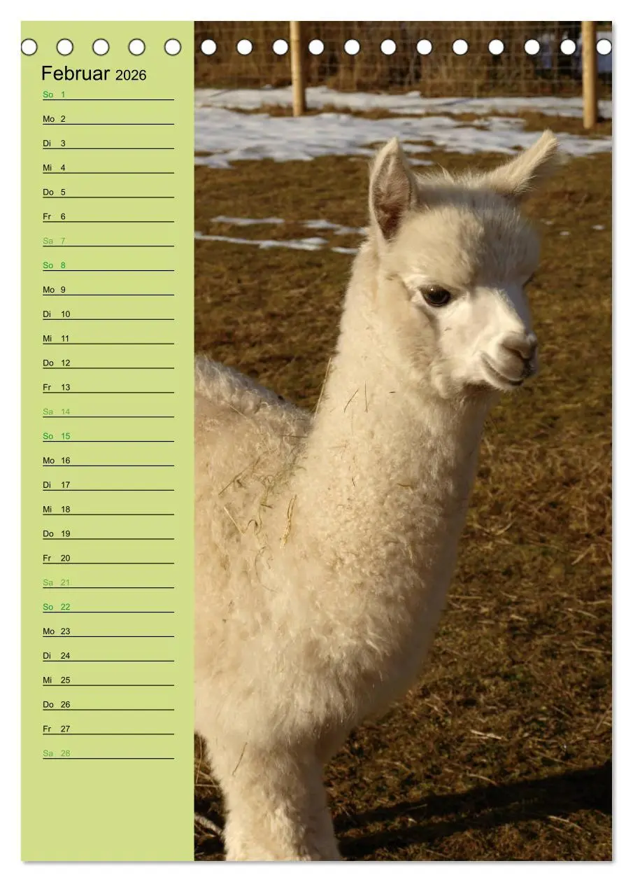 Bild: 9783516412628 | Alpakas zum Knuddeln gerne (Tischkalender 2026 DIN A5 hoch),...
