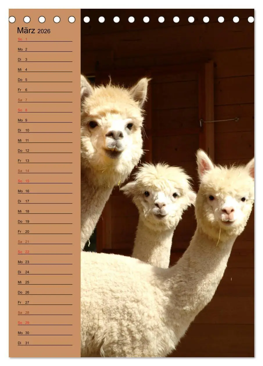 Bild: 9783516412628 | Alpakas zum Knuddeln gerne (Tischkalender 2026 DIN A5 hoch),...