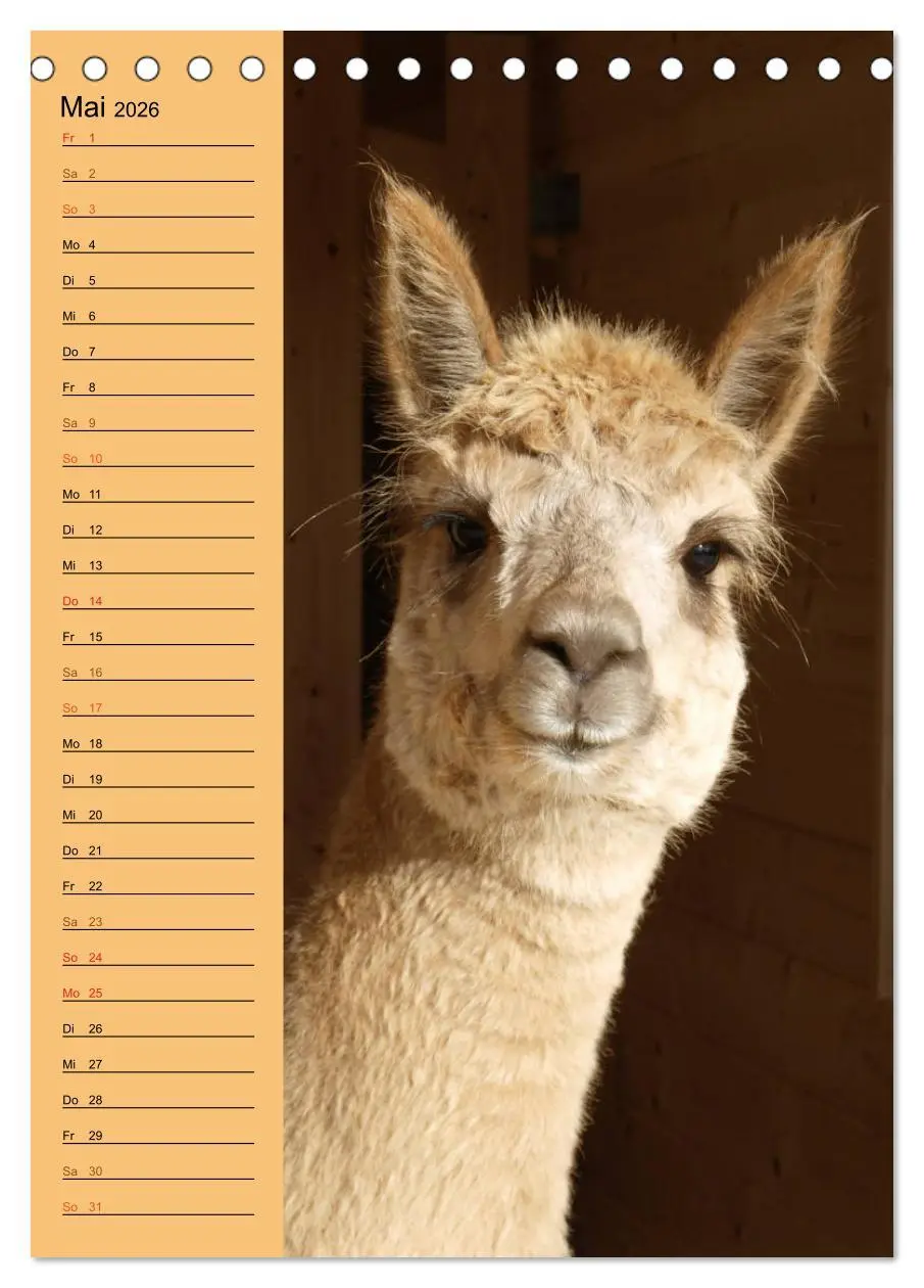 Bild: 9783516412628 | Alpakas zum Knuddeln gerne (Tischkalender 2026 DIN A5 hoch),...