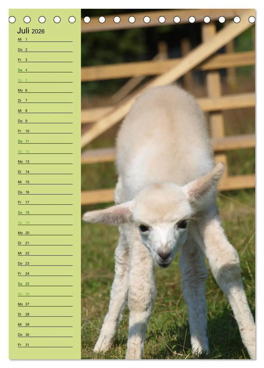 Bild: 9783516412628 | Alpakas zum Knuddeln gerne (Tischkalender 2026 DIN A5 hoch),...