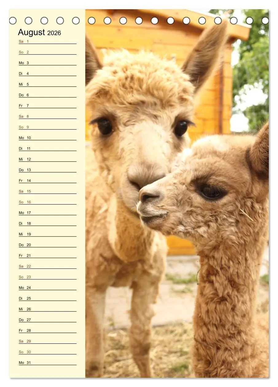 Bild: 9783516412628 | Alpakas zum Knuddeln gerne (Tischkalender 2026 DIN A5 hoch),...