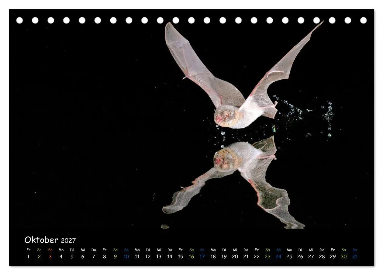 Bild: 9783569052628 | Fledermäuse - kleine Vampire (Tischkalender 2027 DIN A5 quer),...