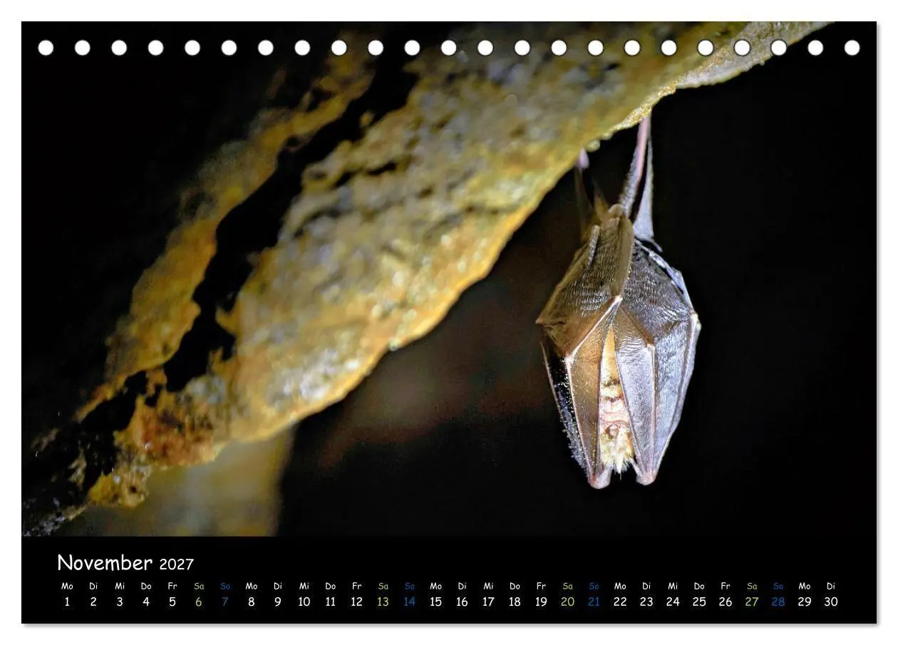 Bild: 9783569052628 | Fledermäuse - kleine Vampire (Tischkalender 2027 DIN A5 quer),...