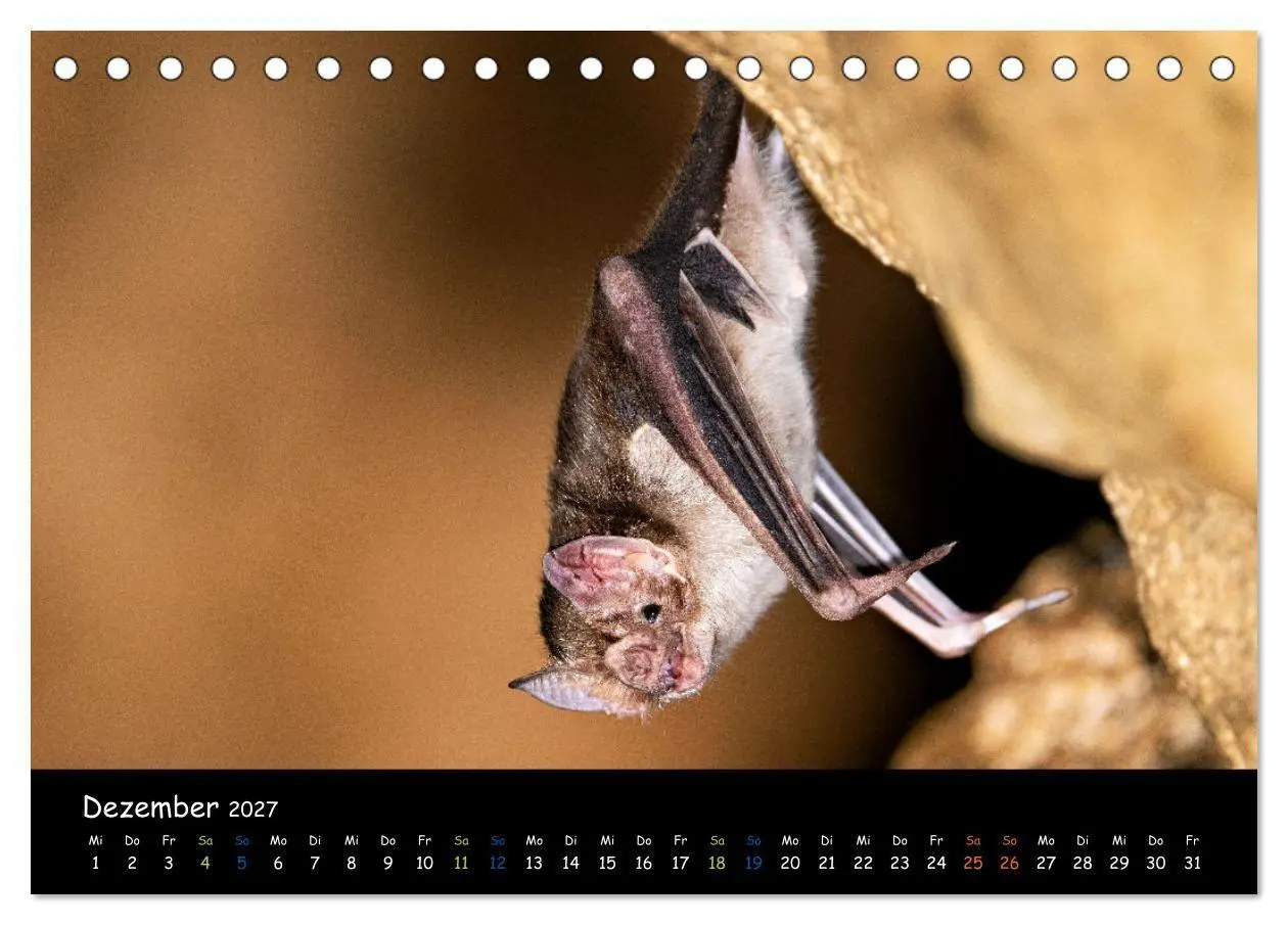 Bild: 9783569052628 | Fledermäuse - kleine Vampire (Tischkalender 2027 DIN A5 quer),...