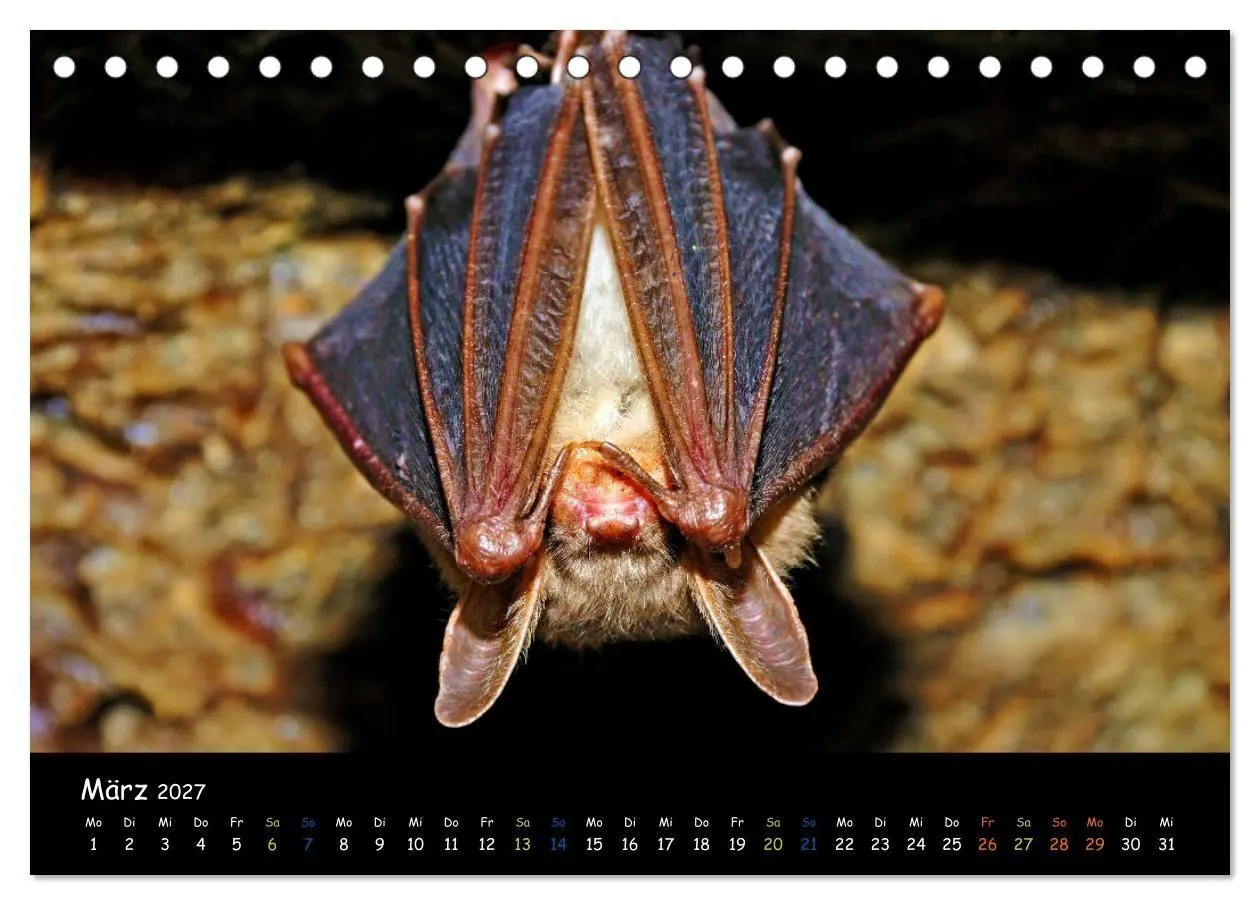 Bild: 9783569052628 | Fledermäuse - kleine Vampire (Tischkalender 2027 DIN A5 quer),...