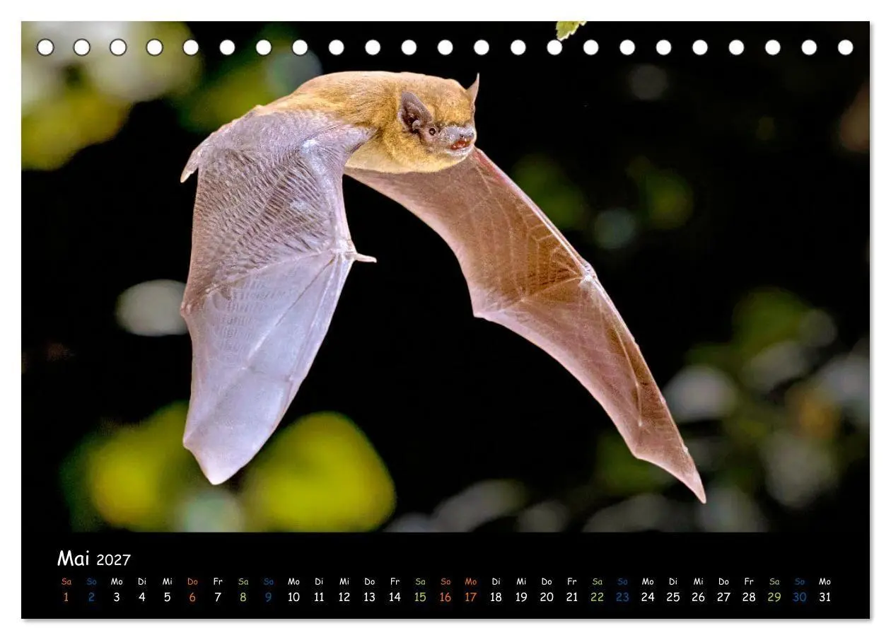 Bild: 9783569052628 | Fledermäuse - kleine Vampire (Tischkalender 2027 DIN A5 quer),...