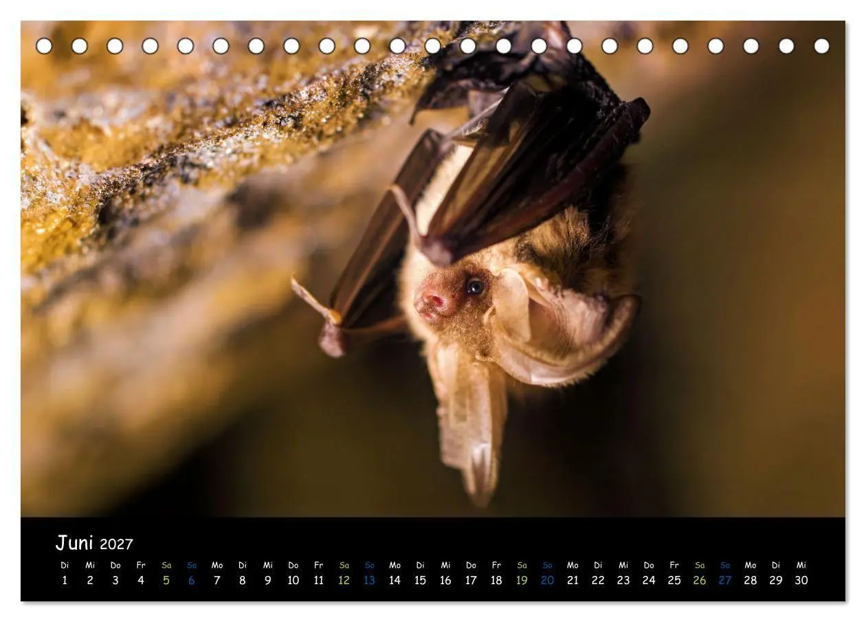 Bild: 9783569052628 | Fledermäuse - kleine Vampire (Tischkalender 2027 DIN A5 quer),...