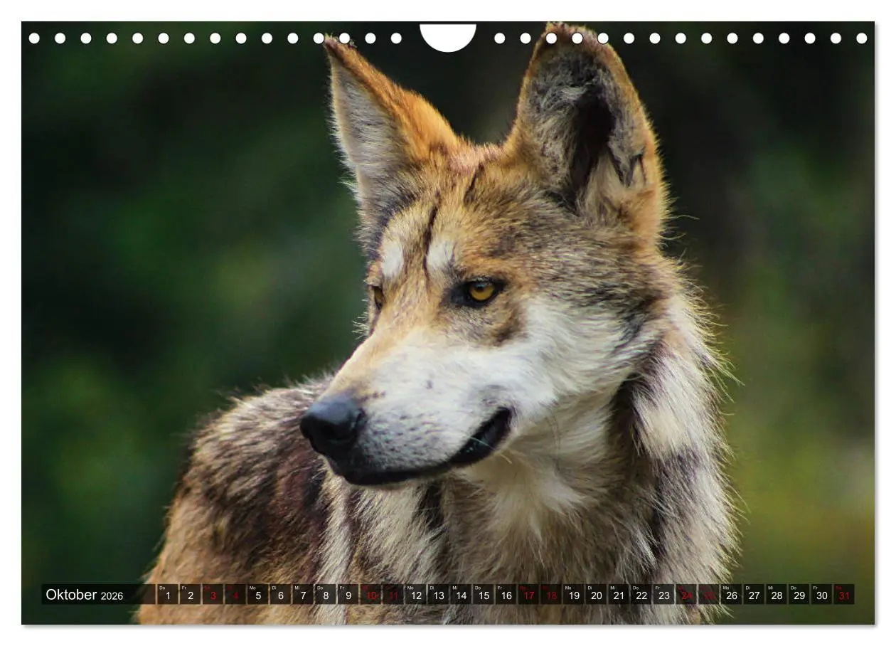 Bild: 9783457803028 | Begegnung mit dem Wolf (Wandkalender 2026 DIN A4 quer), CALVENDO...