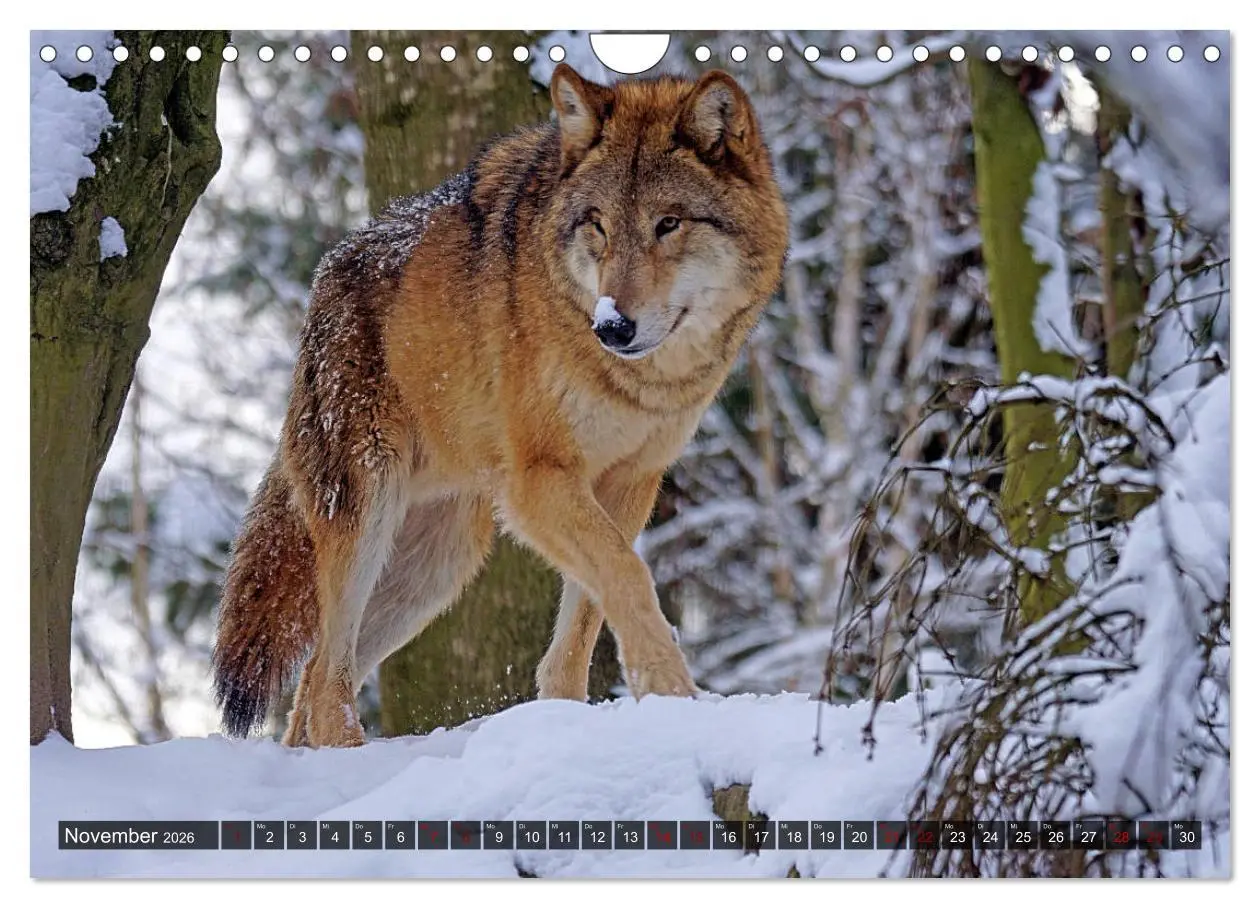 Bild: 9783457803028 | Begegnung mit dem Wolf (Wandkalender 2026 DIN A4 quer), CALVENDO...