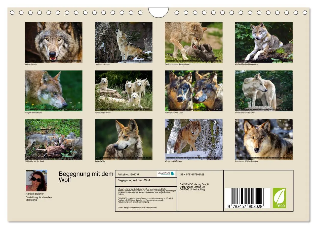Bild: 9783457803028 | Begegnung mit dem Wolf (Wandkalender 2026 DIN A4 quer), CALVENDO...
