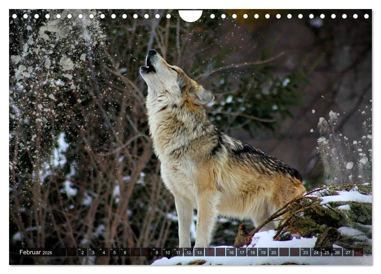 Bild: 9783457803028 | Begegnung mit dem Wolf (Wandkalender 2026 DIN A4 quer), CALVENDO...