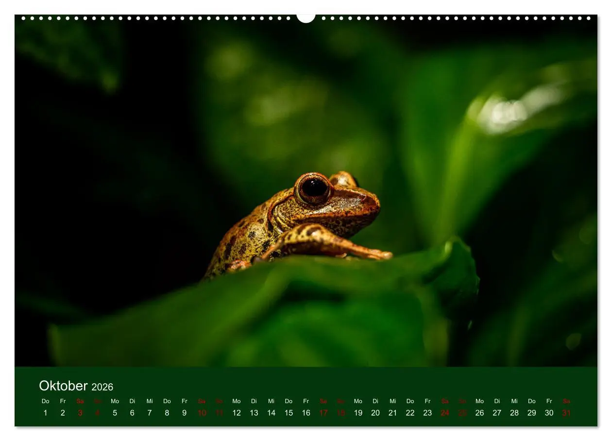 Bild: 9783457583128 | Reptilien &amp; Amphibien Portraits (Wandkalender 2026 DIN A2 quer),...
