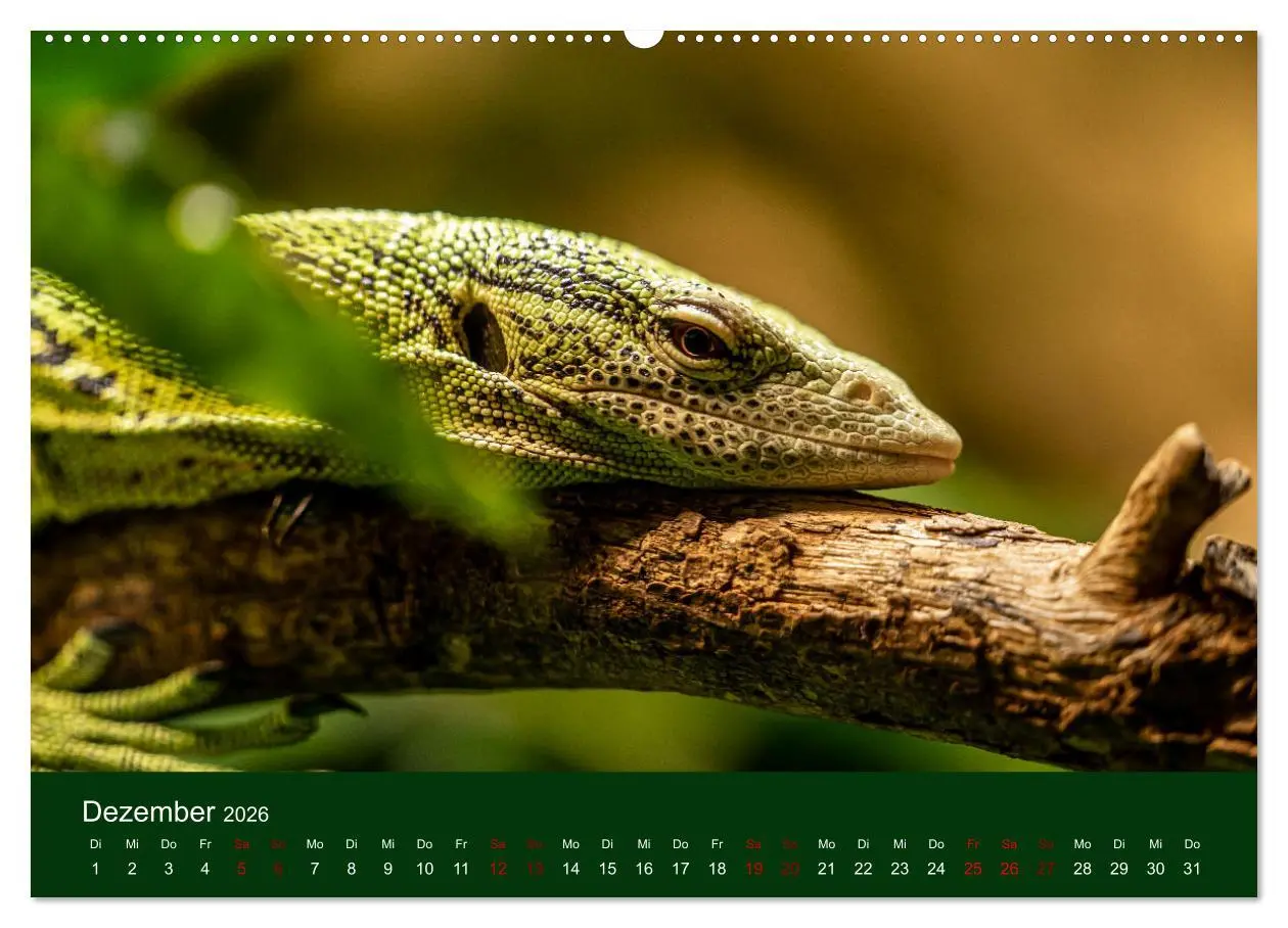 Bild: 9783457583128 | Reptilien &amp; Amphibien Portraits (Wandkalender 2026 DIN A2 quer),...