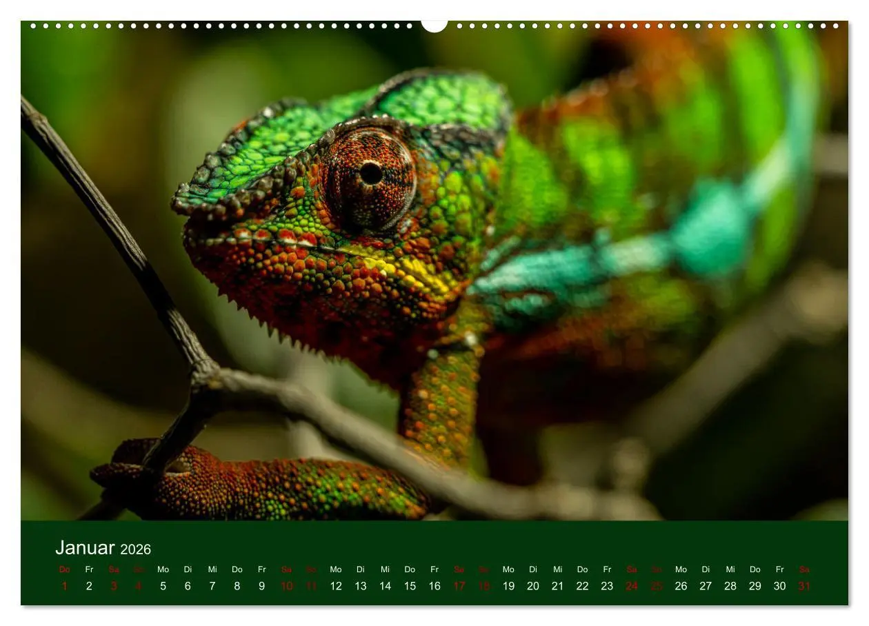 Bild: 9783457583128 | Reptilien &amp; Amphibien Portraits (Wandkalender 2026 DIN A2 quer),...