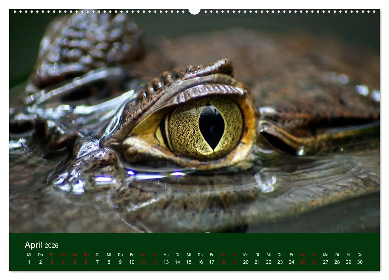Bild: 9783457583128 | Reptilien &amp; Amphibien Portraits (Wandkalender 2026 DIN A2 quer),...