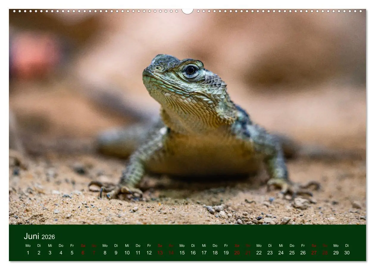 Bild: 9783457583128 | Reptilien &amp; Amphibien Portraits (Wandkalender 2026 DIN A2 quer),...