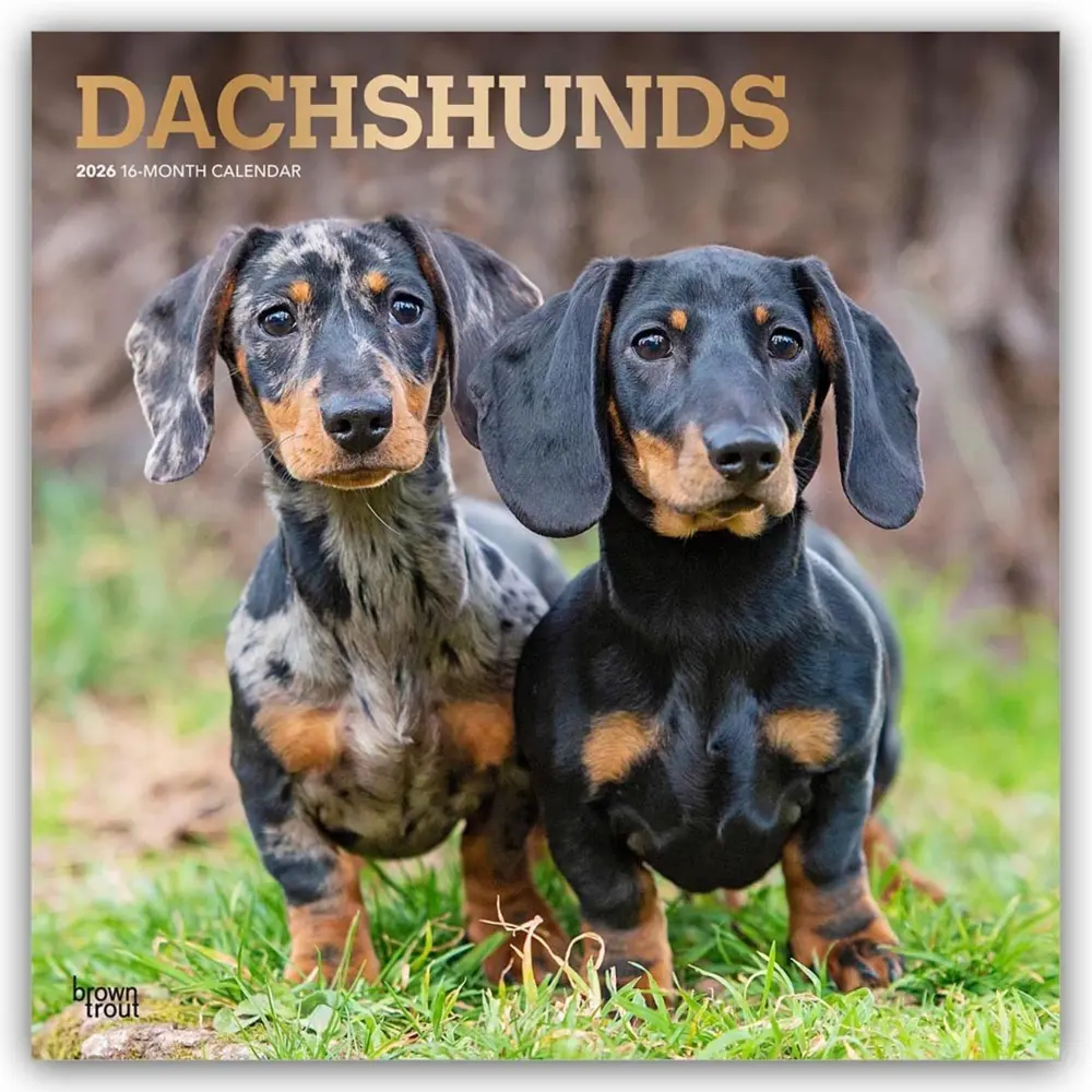 Cover: 9798330703128 | Dachshunds - Dackel 2026 - 16-Monatskalender | Inc | Kalender | 2026