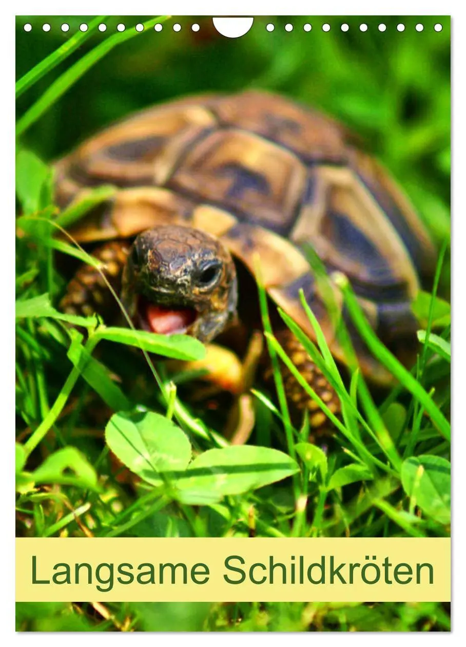 Cover: 9783516423228 | Langsame Schildkröten (Wandkalender 2026 DIN A4 hoch), CALVENDO...