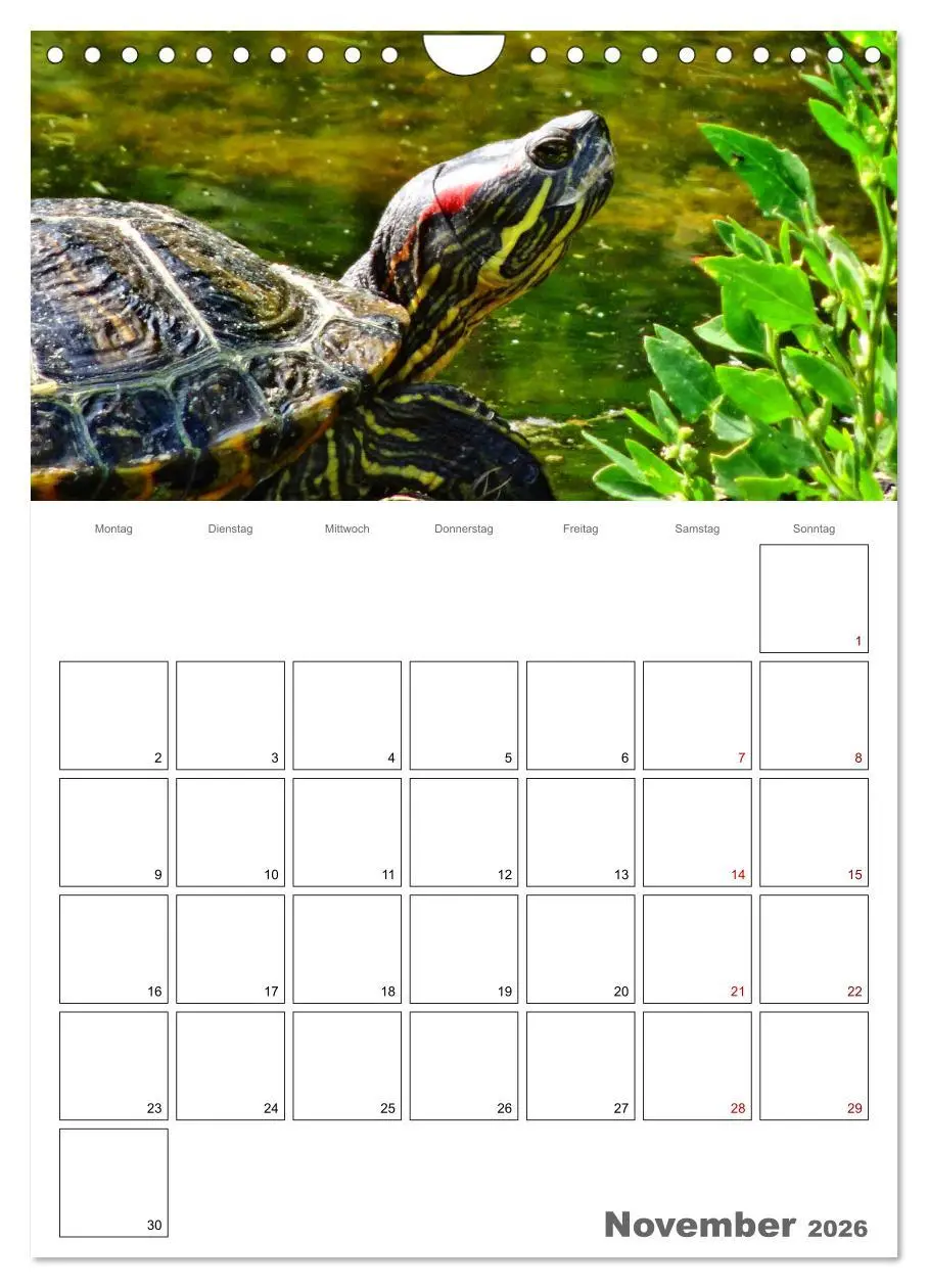 Bild: 9783516423228 | Langsame Schildkröten (Wandkalender 2026 DIN A4 hoch), CALVENDO...