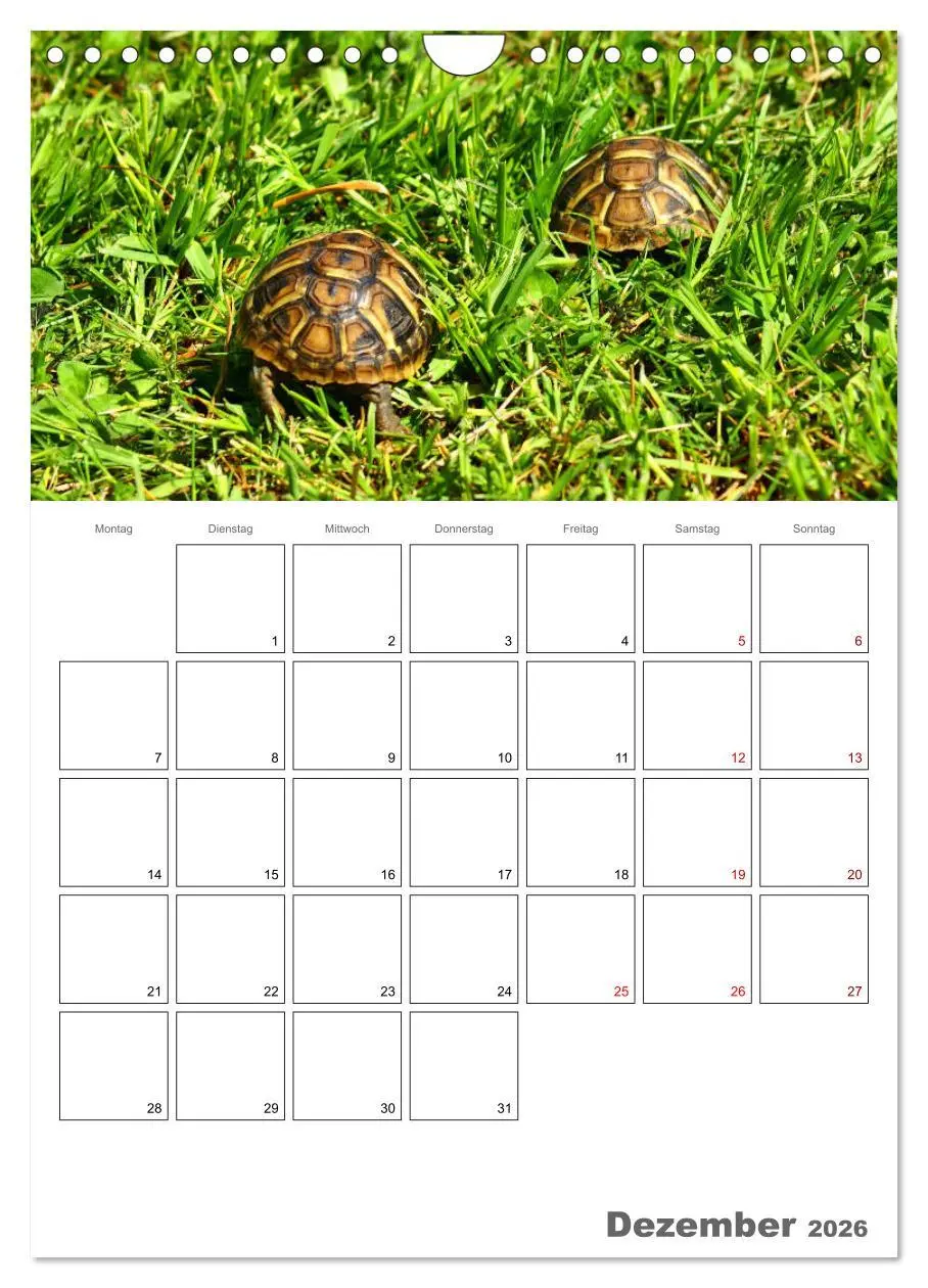 Bild: 9783516423228 | Langsame Schildkröten (Wandkalender 2026 DIN A4 hoch), CALVENDO...