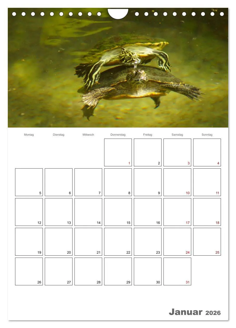 Bild: 9783516423228 | Langsame Schildkröten (Wandkalender 2026 DIN A4 hoch), CALVENDO...